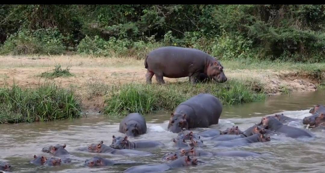 RDC: Le Parc national des Virunga célèbre ses 100 ans entre espoirs de développement et réalités d’insécurité